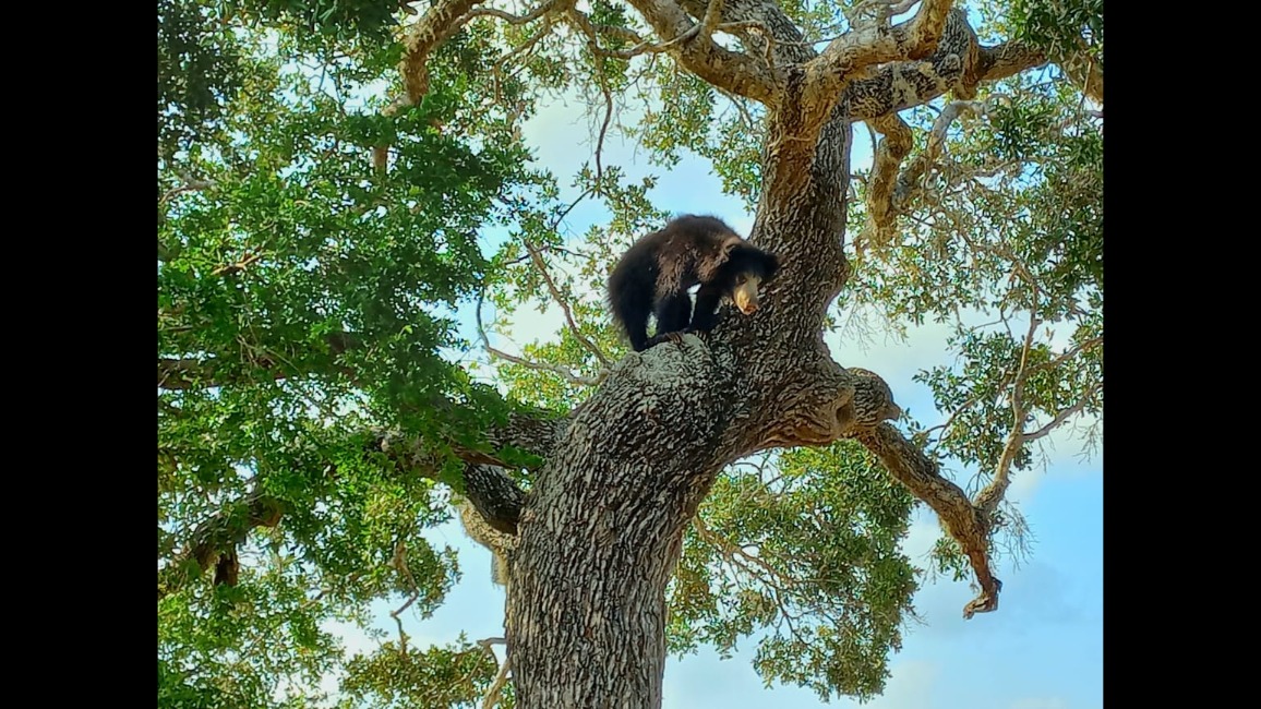 Yala National Park, Sri Lanka